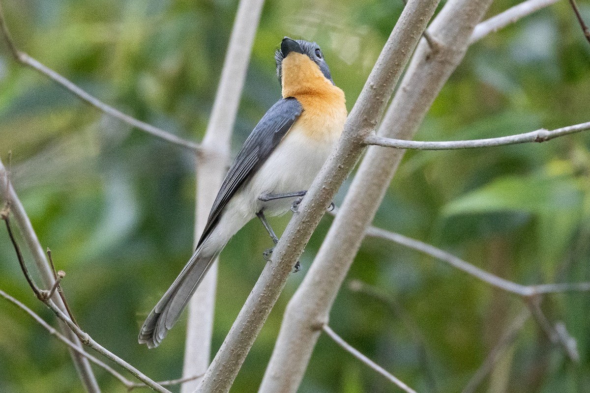 Broad-billed Flycatcher - ML646606637