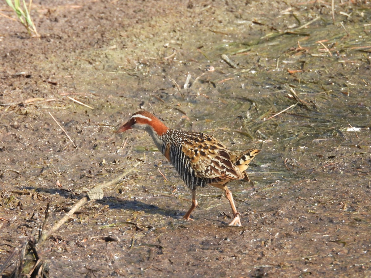 Buff-banded Rail - ML646606640