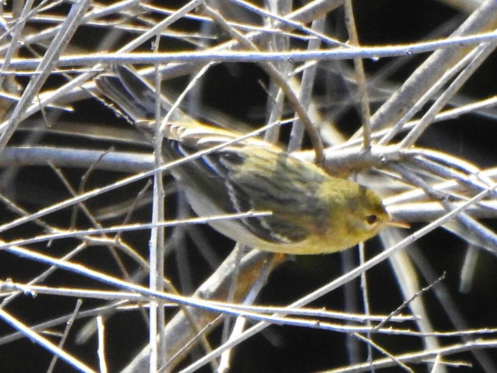 Blackpoll Warbler - ML646606641