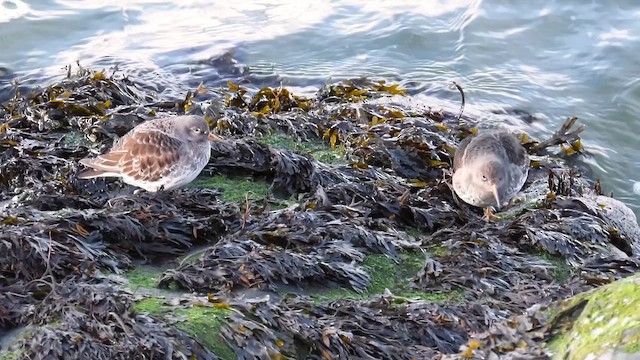 Purple Sandpiper - ML646606642