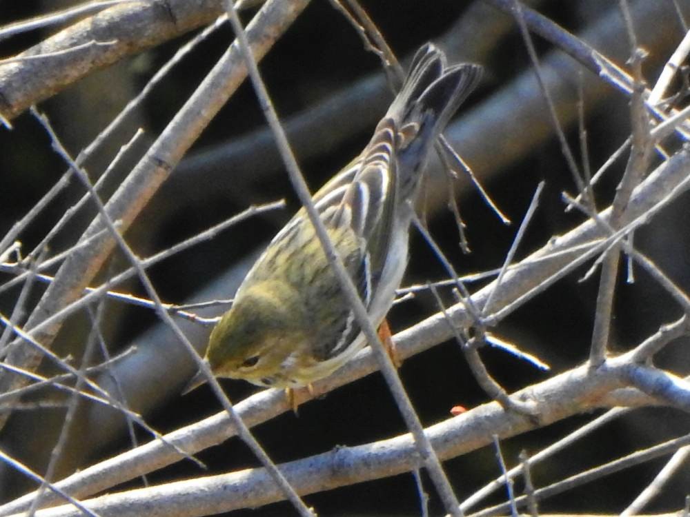 Blackpoll Warbler - ML646606643