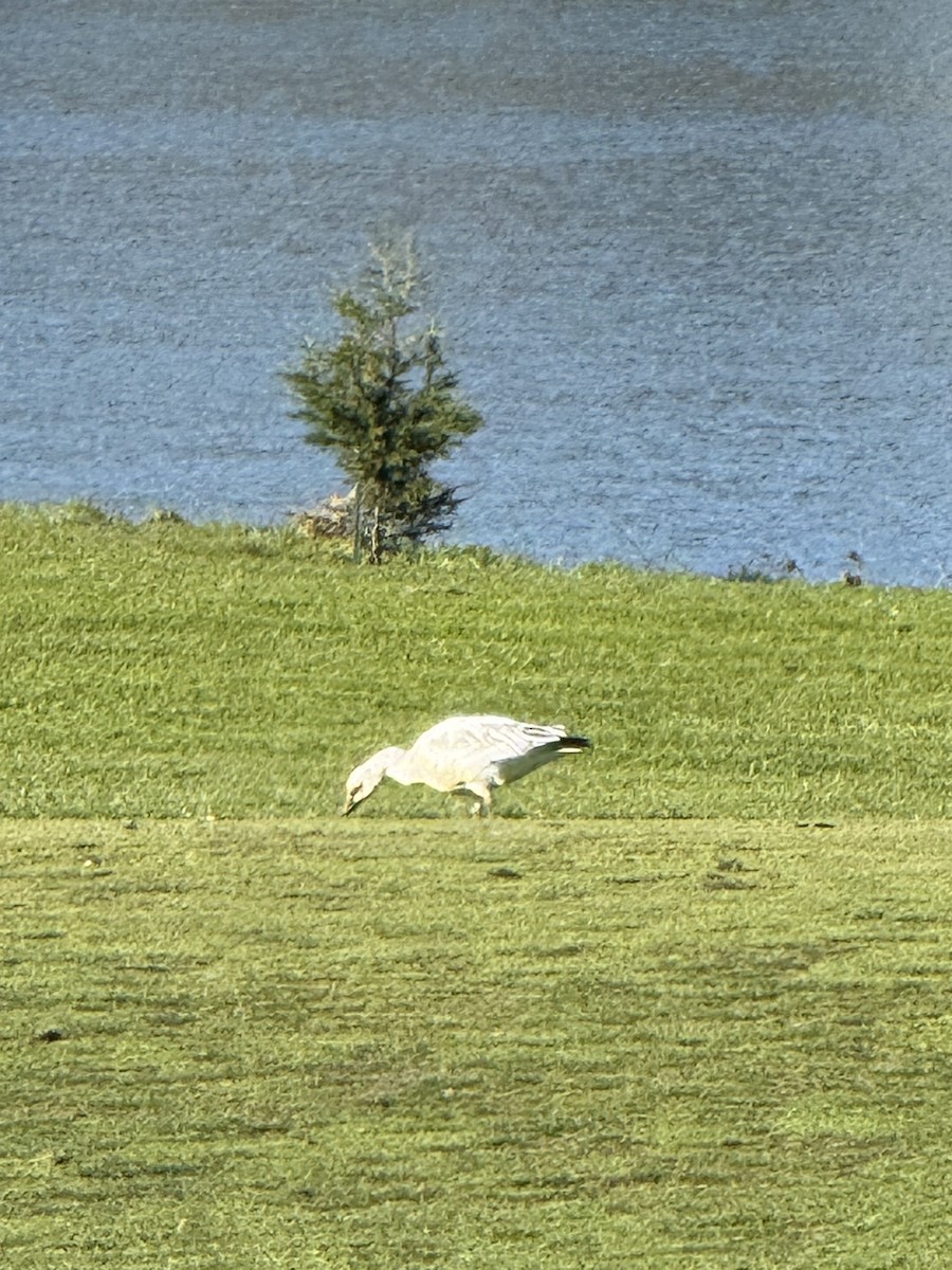 Snow Goose - ML646606644