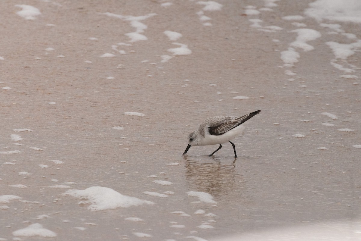 Sanderling - ML646606646