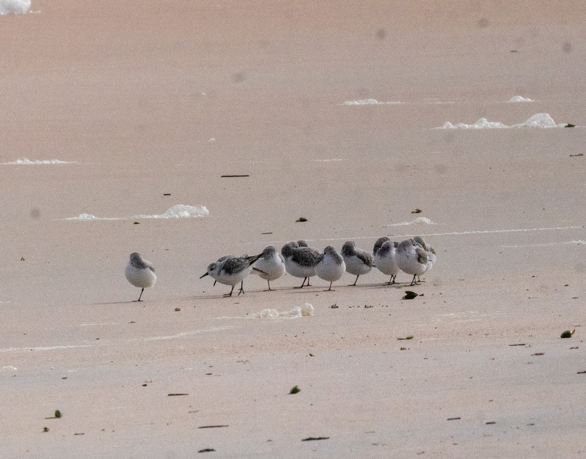 Sanderling - ML646606648