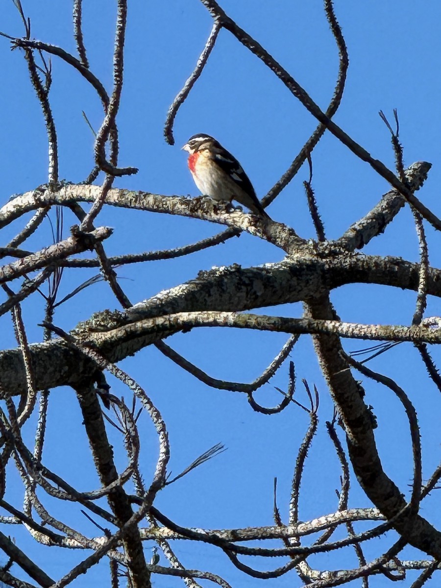 Rose-breasted Grosbeak - ML646606649