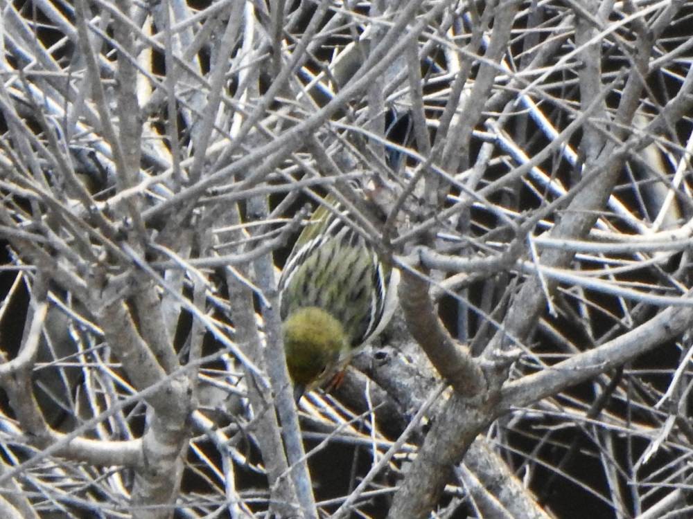 Blackpoll Warbler - ML646606650