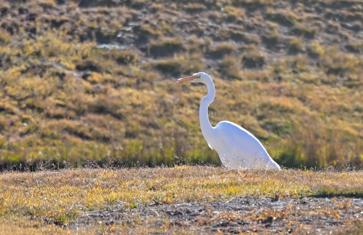 ダイサギ - ML646606651