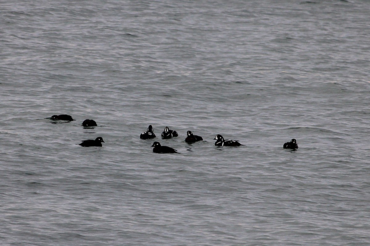 Harlequin Duck - ML646606653