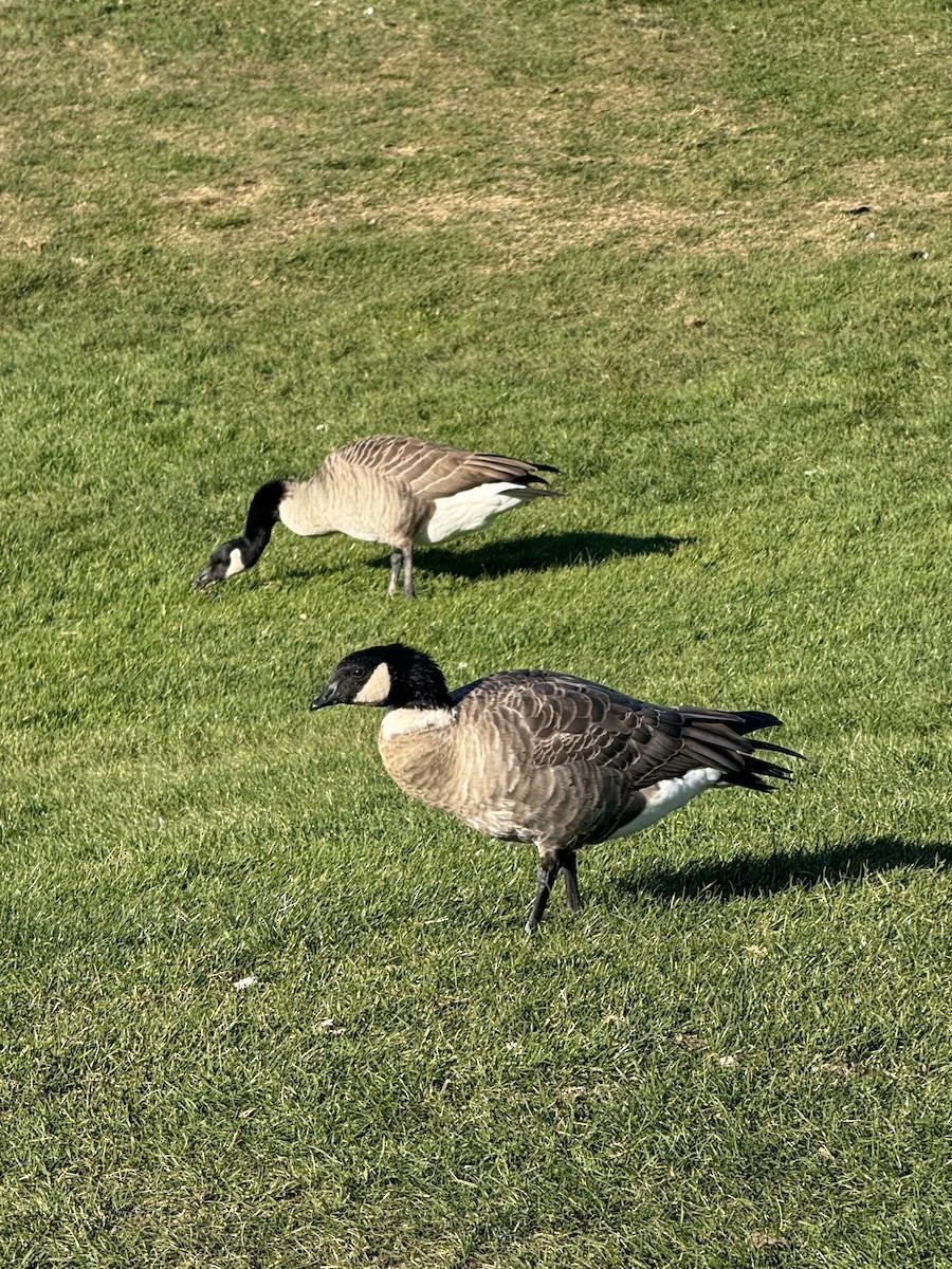 Cackling Goose (Aleutian) - ML646606654