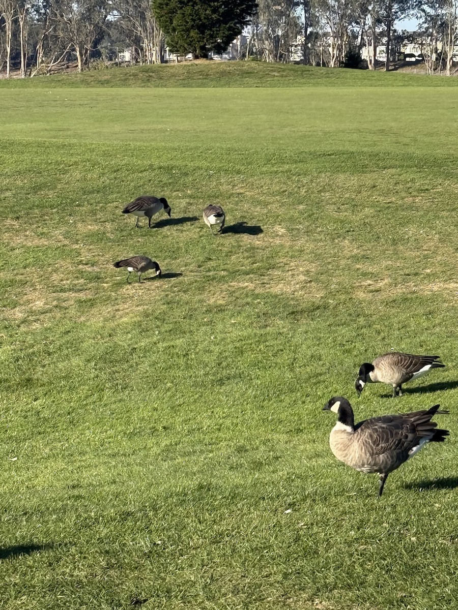 Cackling Goose (Aleutian) - ML646606655