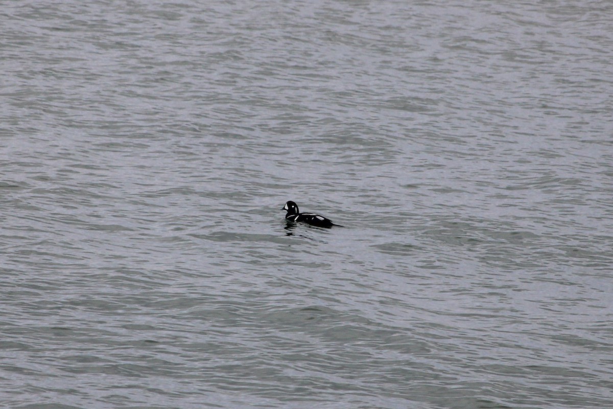 Harlequin Duck - ML646606656
