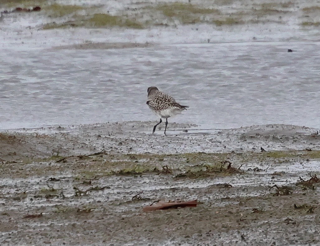 Pivieressa - ML646606658