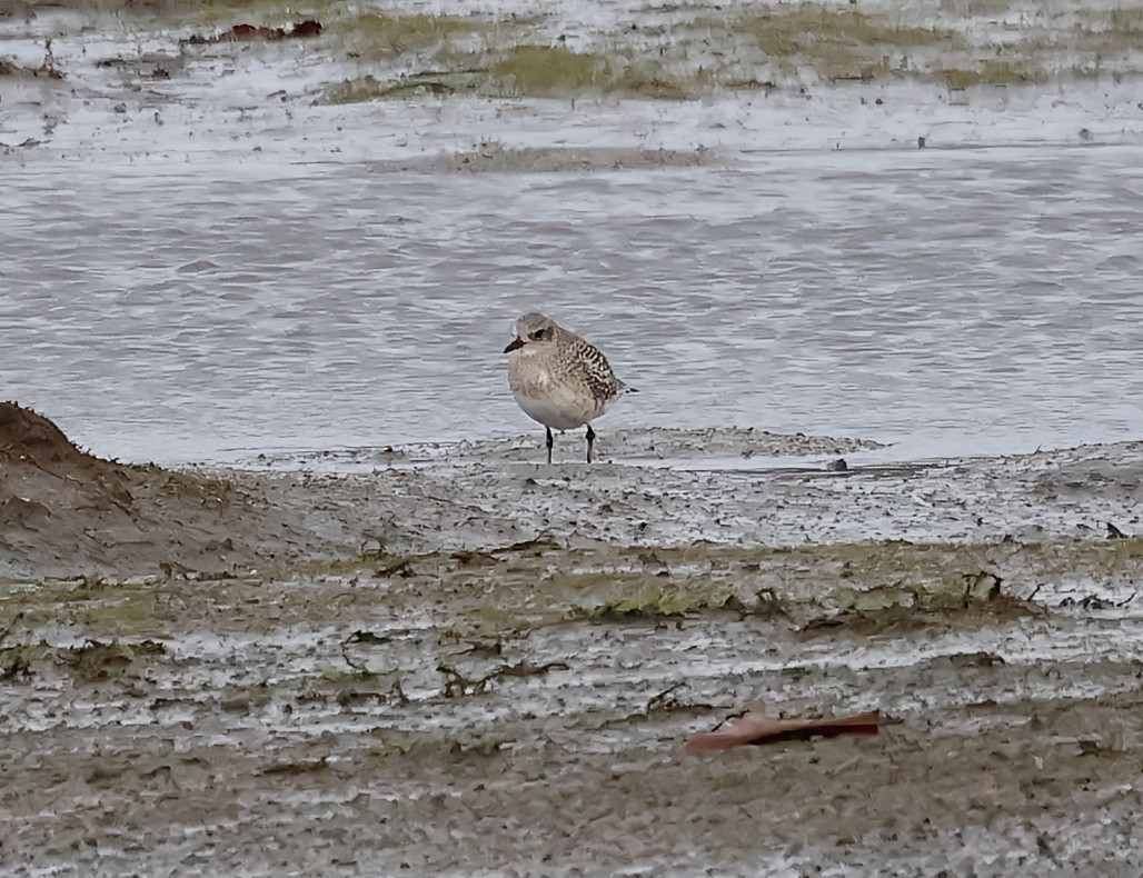 Pivieressa - ML646606659