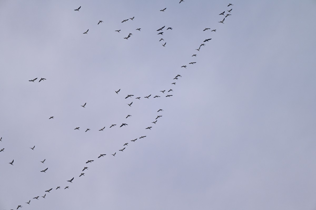 Snow Goose - ML646606666