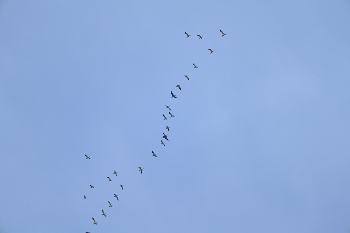 Snow Goose - ML646606667