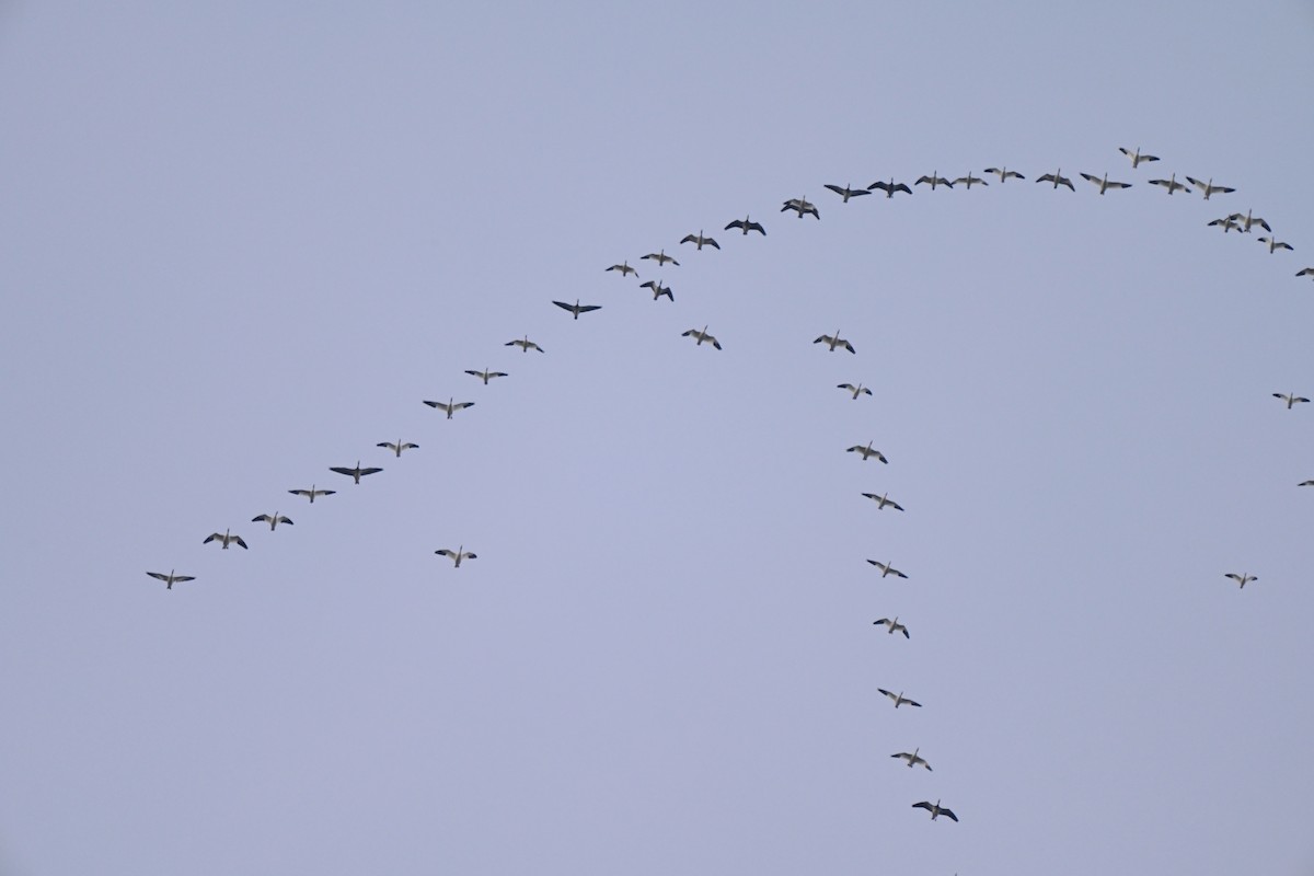 Snow Goose - ML646606668