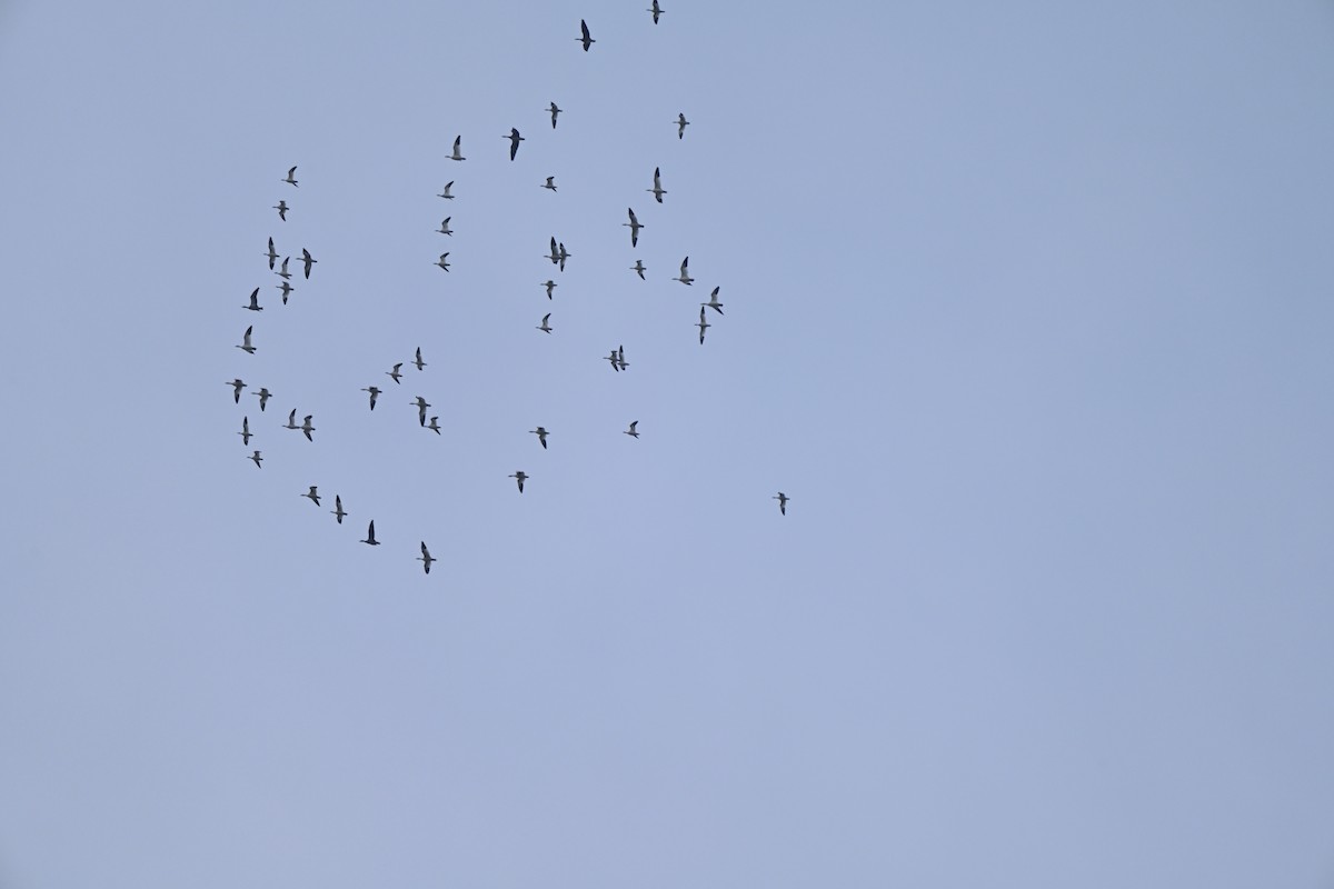 Snow Goose - ML646606669