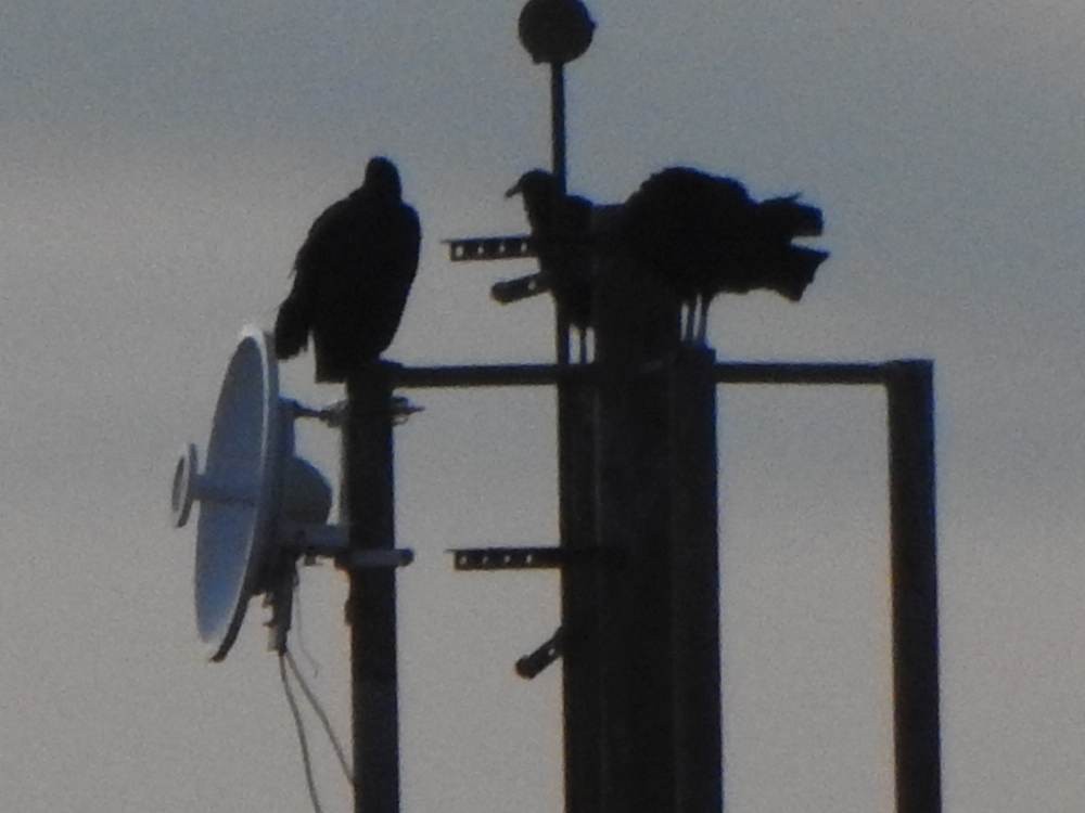 Black Vulture - ML646606670