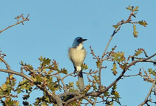 California Scrub-Jay - ML646606672