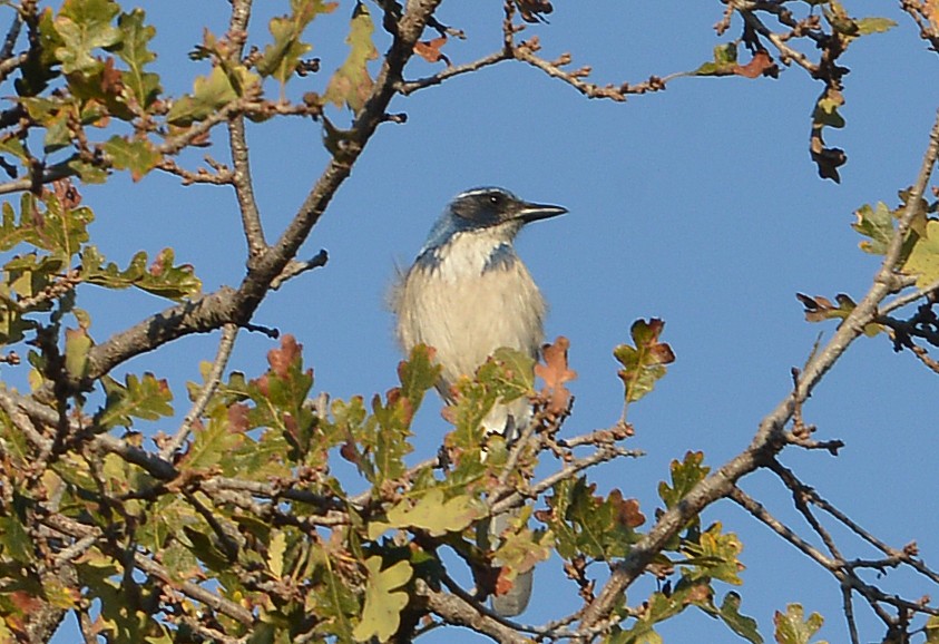 California Scrub-Jay - ML646606674