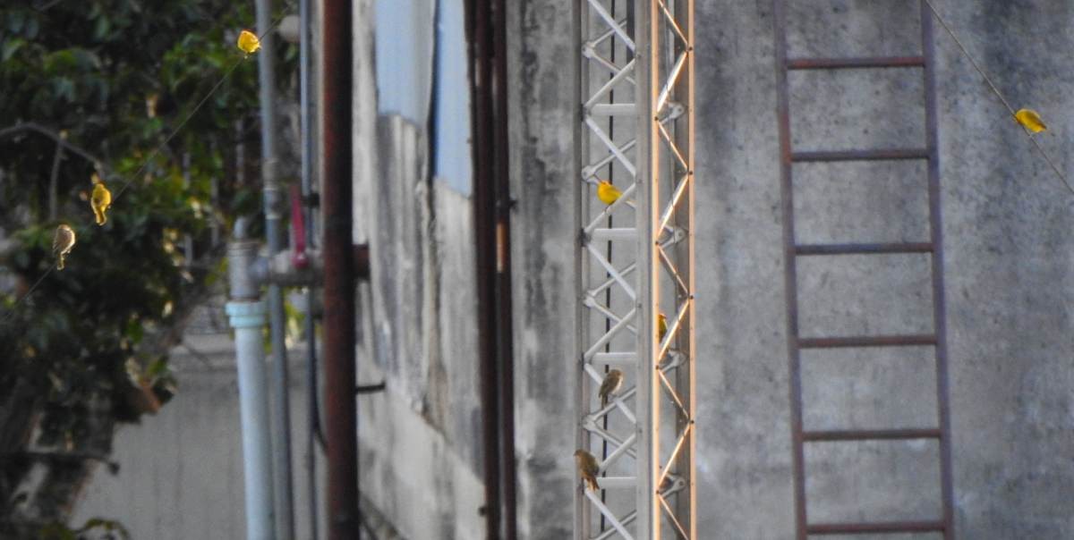 Saffron Finch - ML646606676