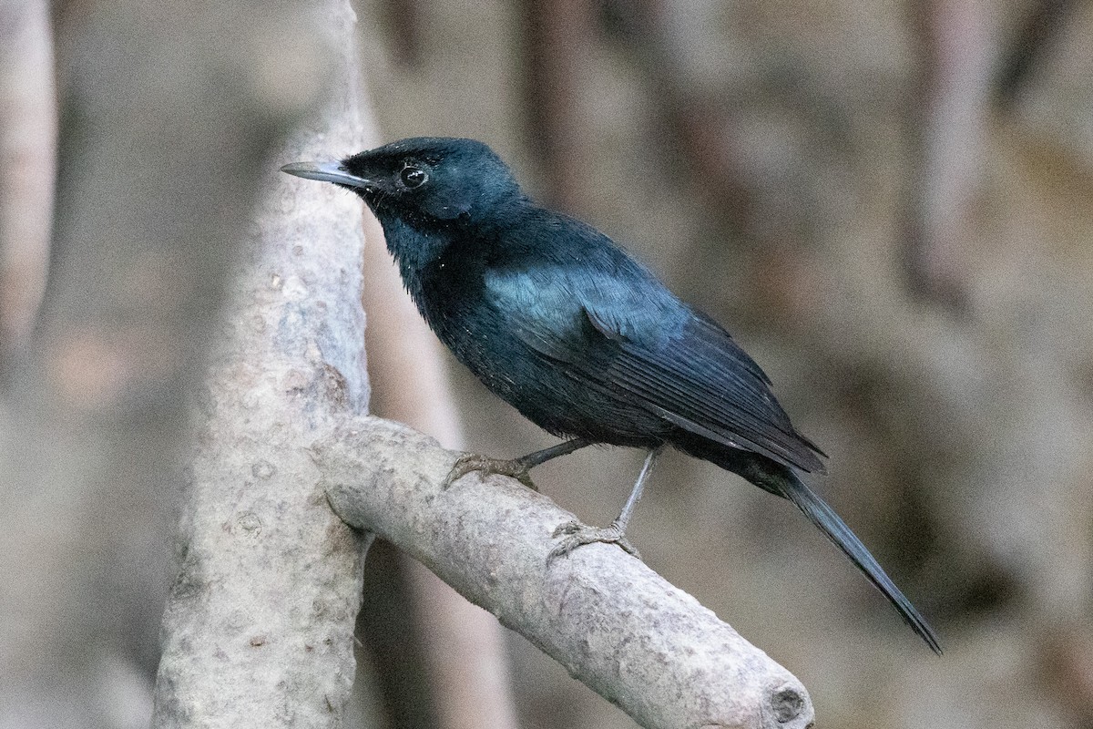 Shining Flycatcher - ML646606679
