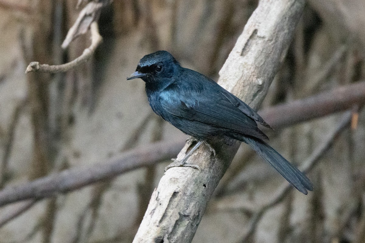 Shining Flycatcher - ML646606680