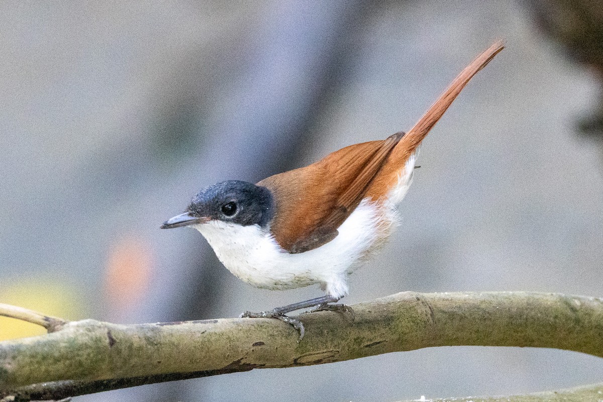 Shining Flycatcher - ML646606681