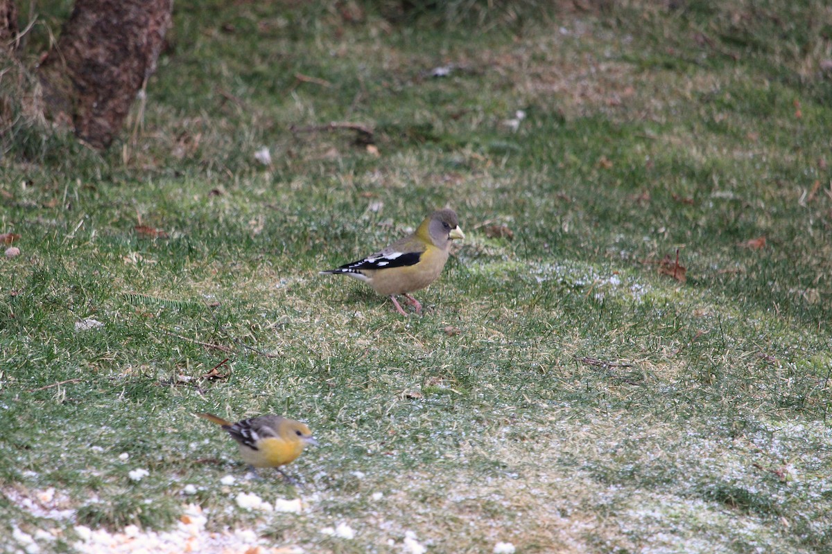 Evening Grosbeak - ML646606682