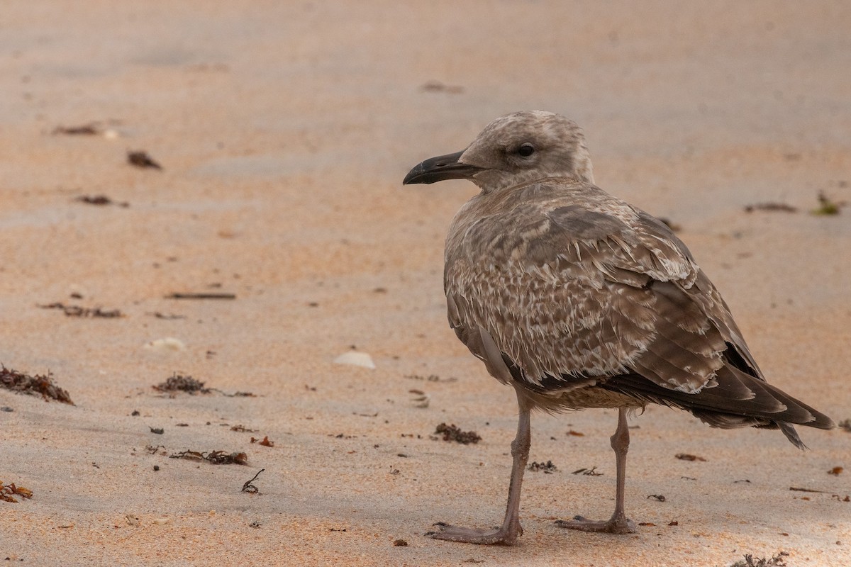 American Herring Gull - ML646606687