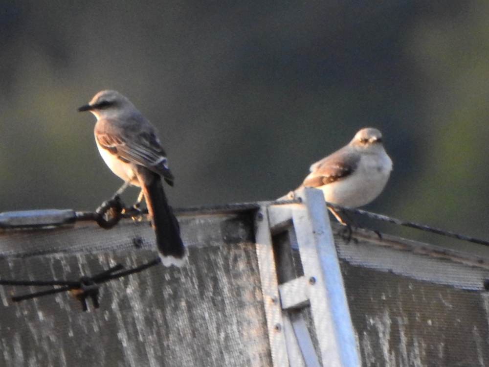 Tropical Mockingbird - ML646606688