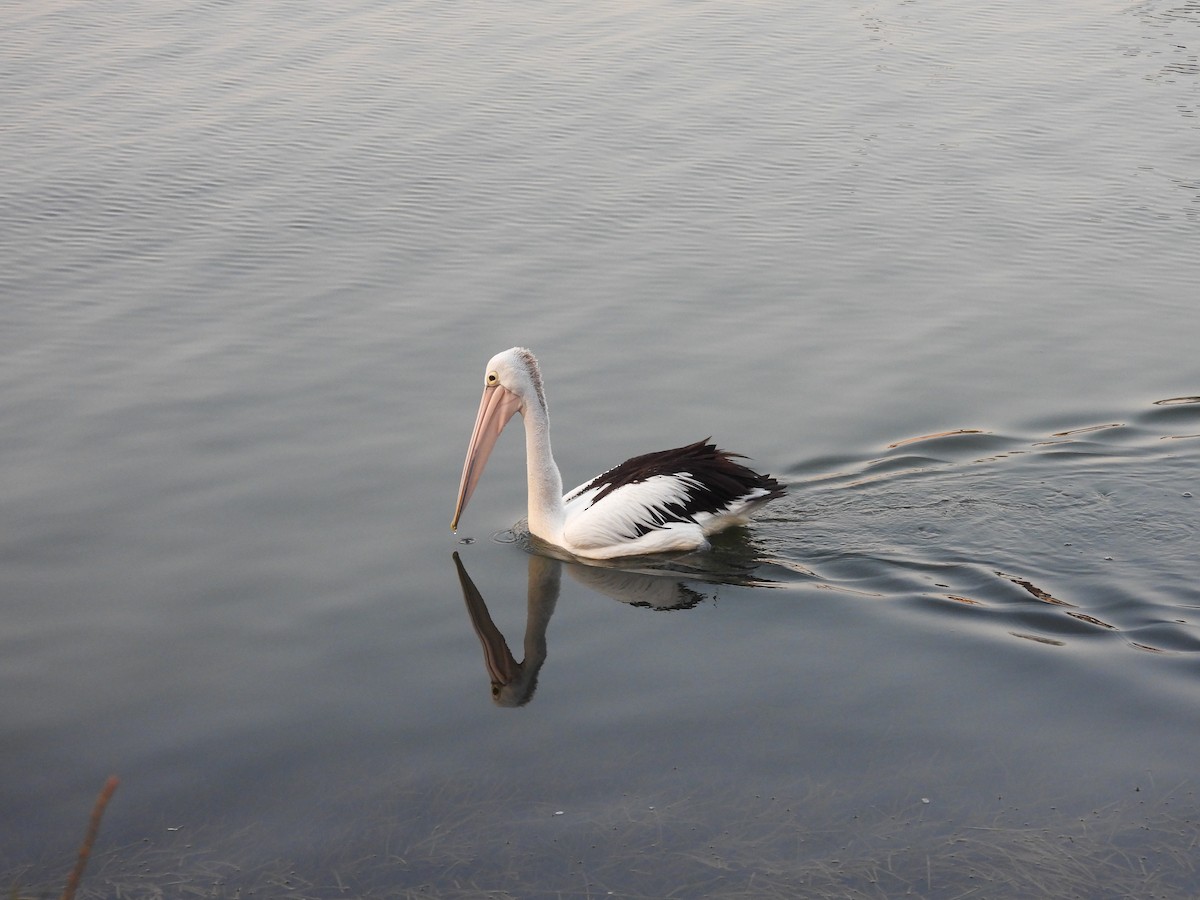 Australian Pelican - ML646606690