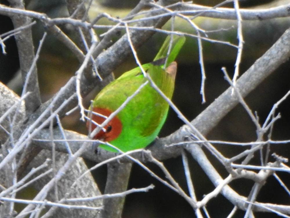 Bay-headed Tanager - ML646606692