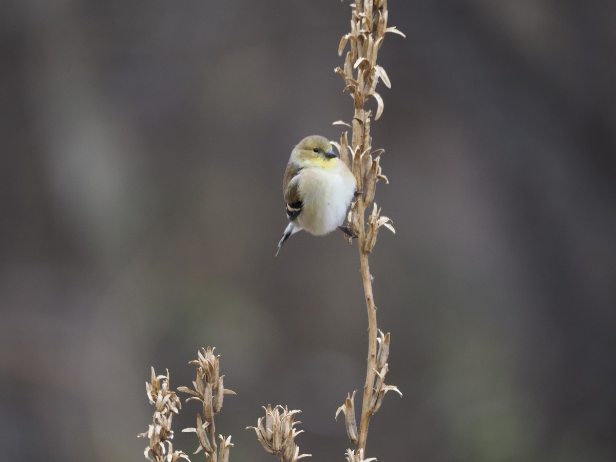 Altın İskete - ML646606693