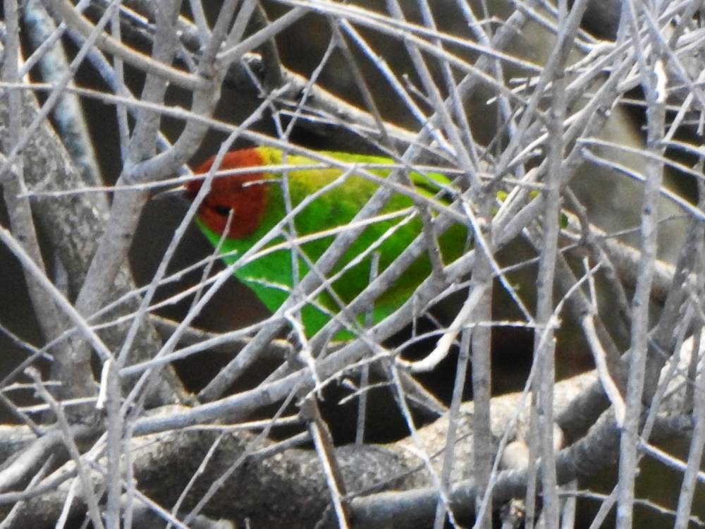 Bay-headed Tanager - ML646606694