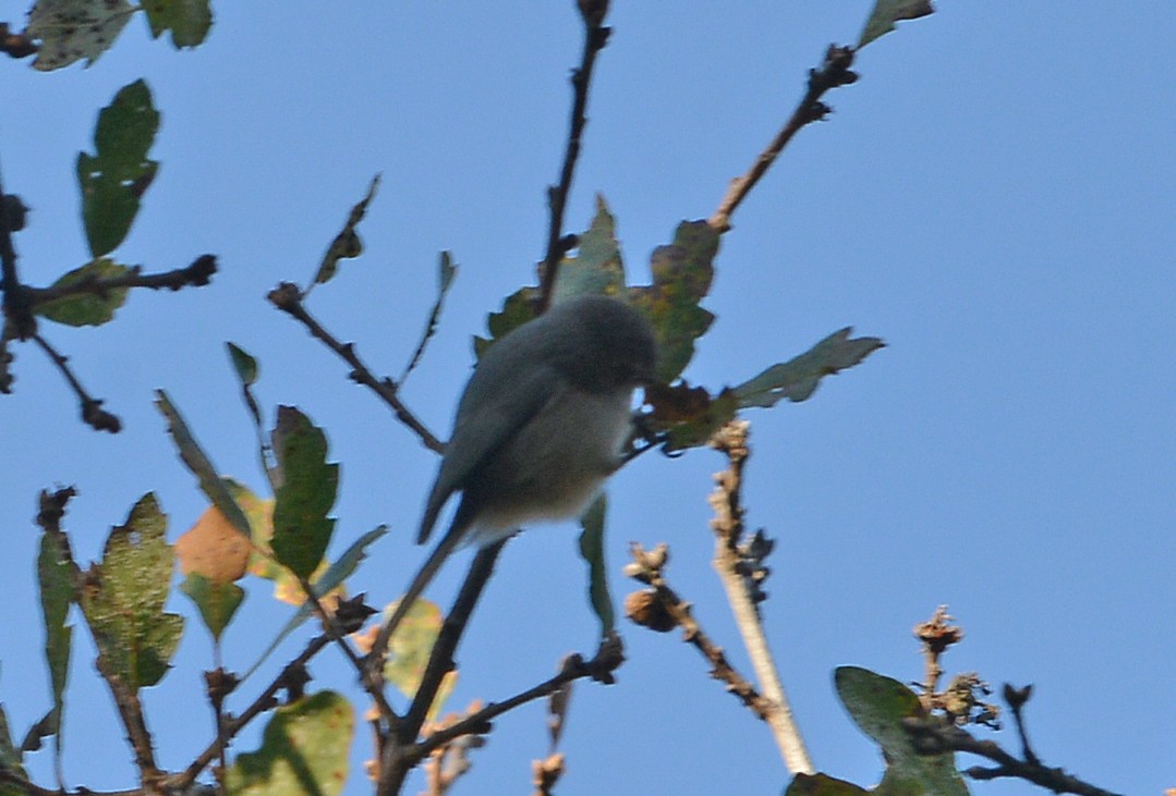 Bushtit - ML646606695