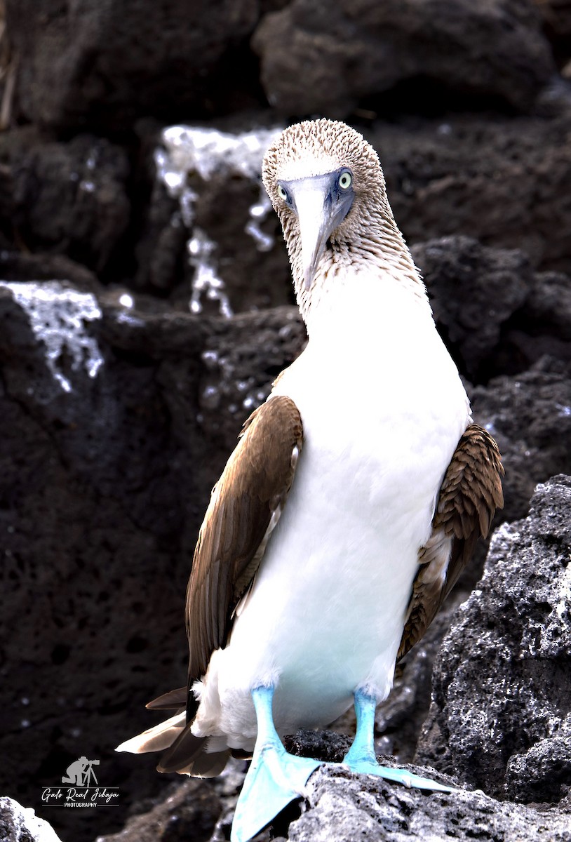 terej modronohý - ML646606696