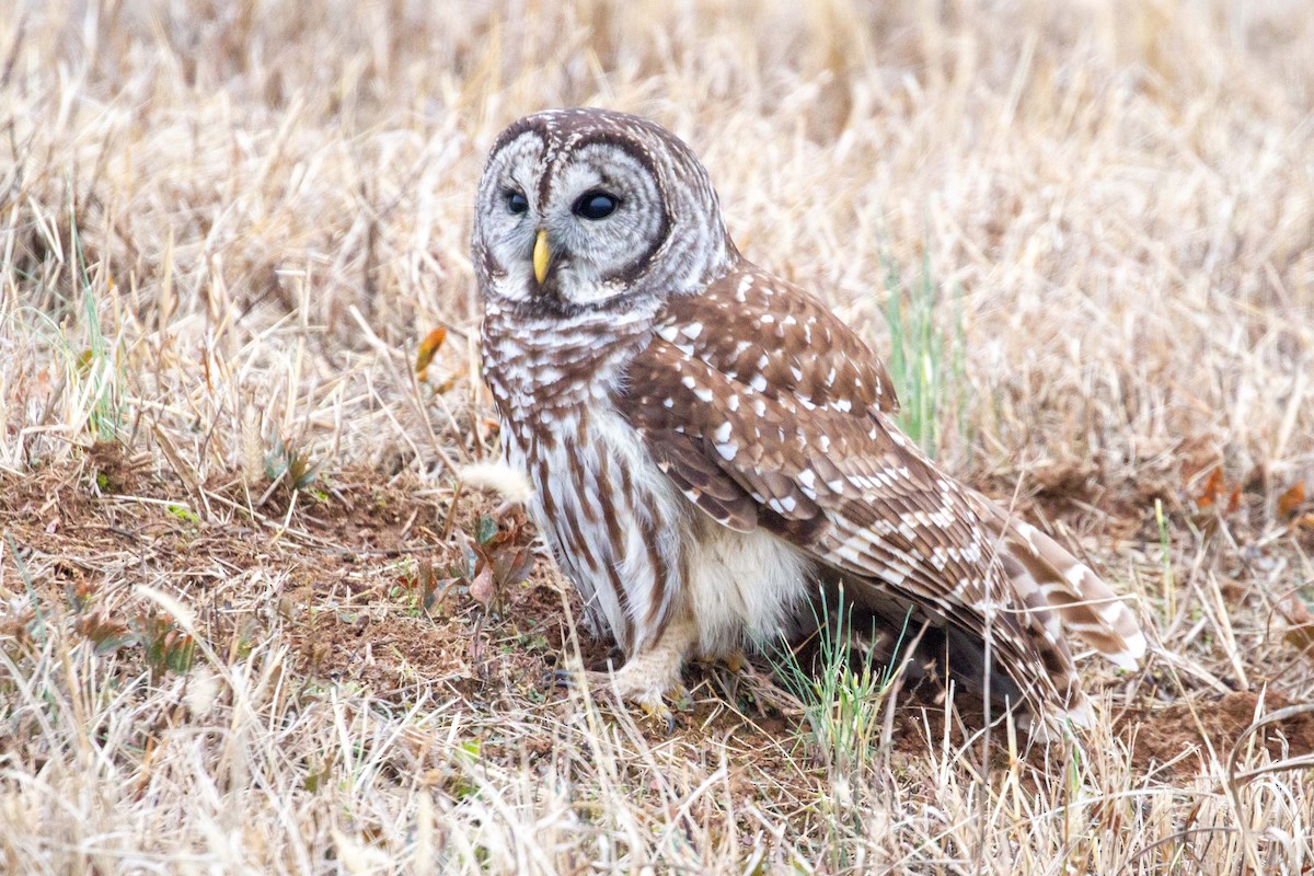 Barred Owl - ML646606697