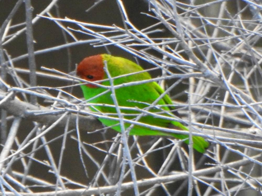Bay-headed Tanager - ML646606698