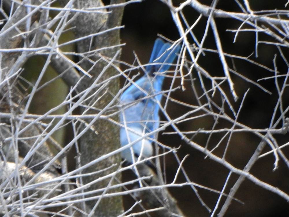 Blue-gray Tanager - ML646606700