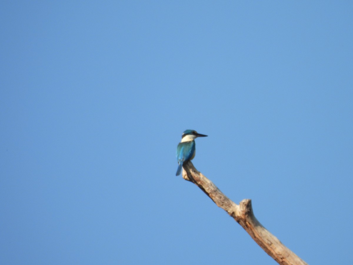 Sacred Kingfisher - ML646606702