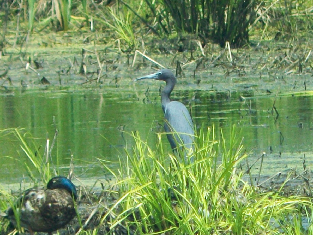 Mavi Balıkçıl - ML646606705