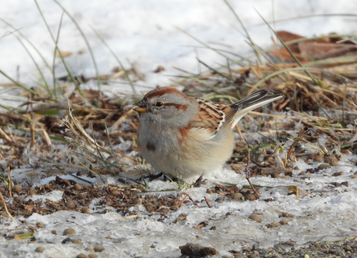Пасовник північний - ML646606707