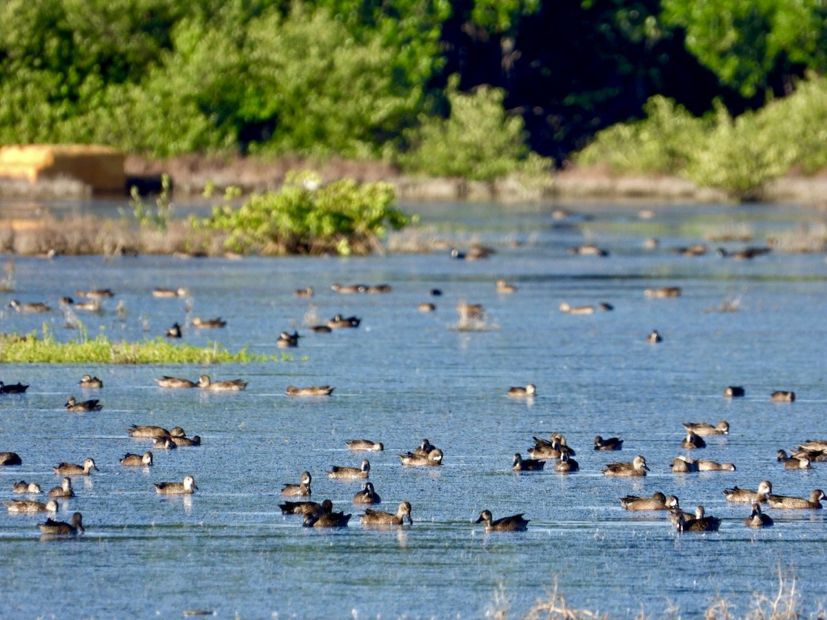 Чирянка блакитнокрила - ML646606708