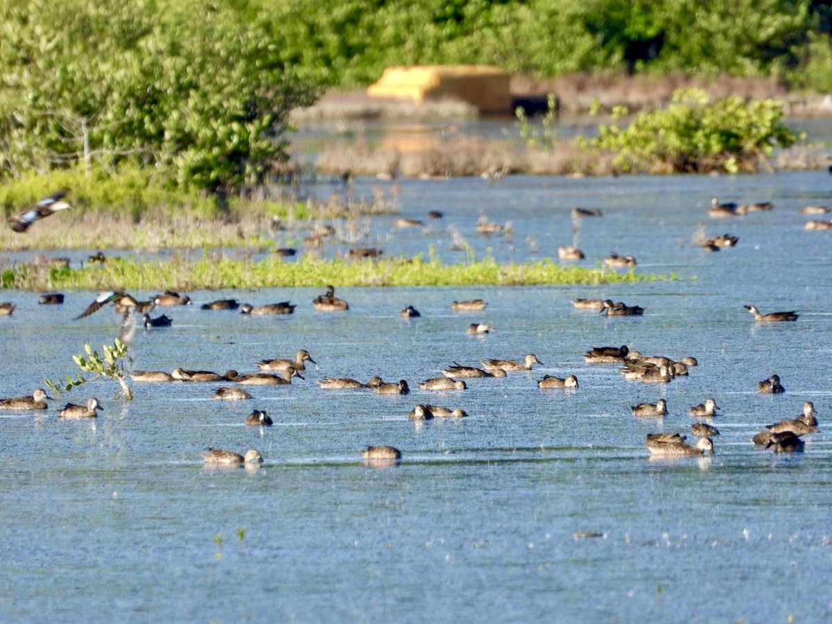 Чирянка блакитнокрила - ML646606709