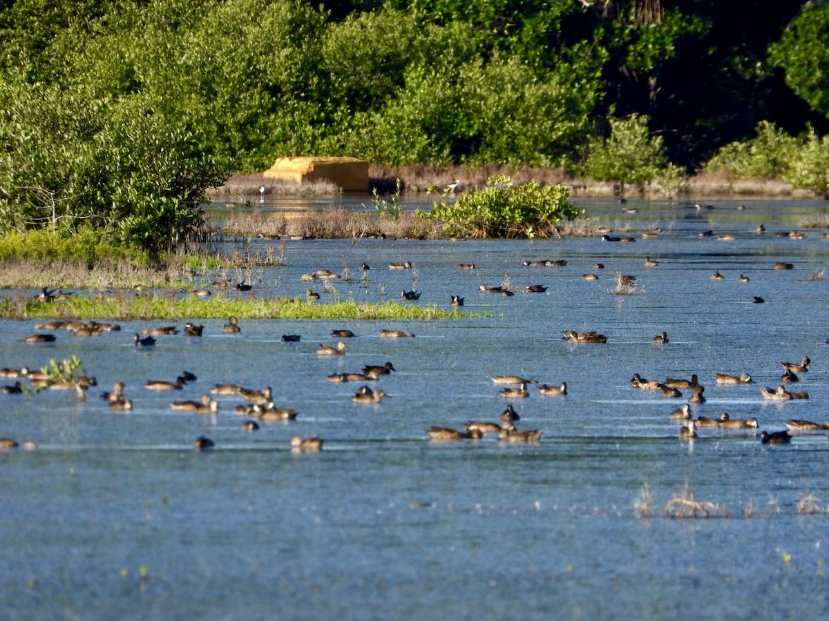 Чирянка блакитнокрила - ML646606710