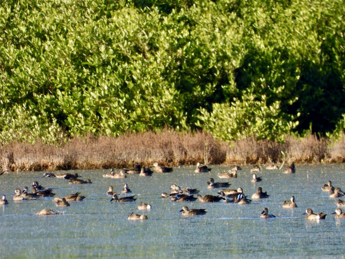 Чирянка блакитнокрила - ML646606711