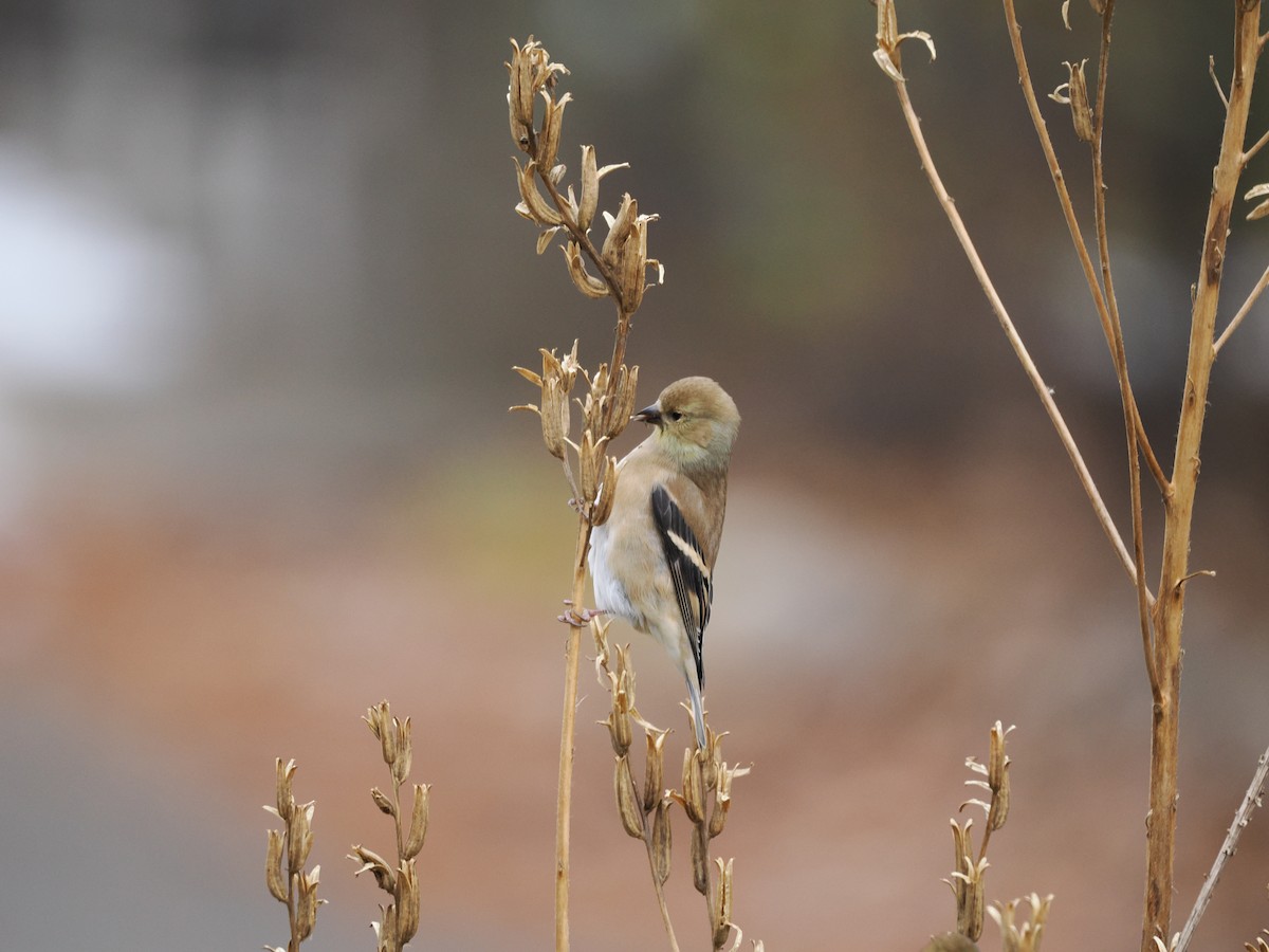 Altın İskete - ML646606717