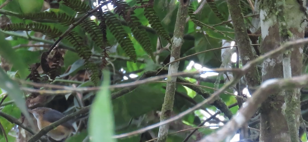 Microbate à long bec - ML646606719