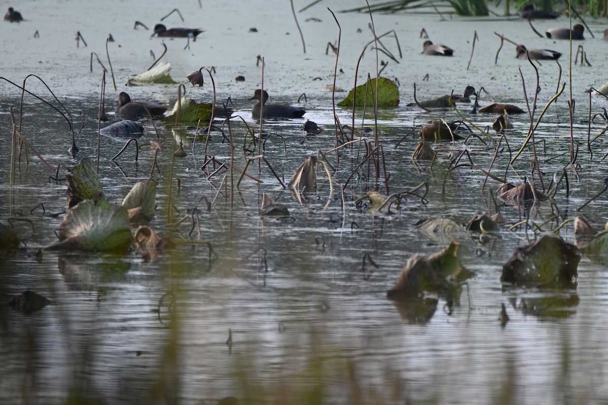 Gadwall - ML646606720